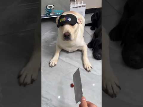 reaksi tak terduga saat majikan memberi tantangan #shorts #youtubeshorts #anjing