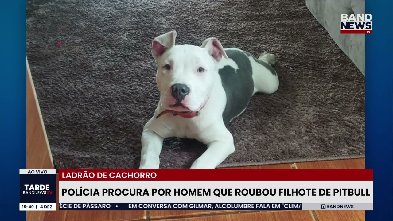 Filhote de pitbull é roubado de dentro de casa