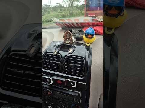 #migente que tal la #decoracion del #chofer  que me estaba #transportando #exagerado #familia #vlog
