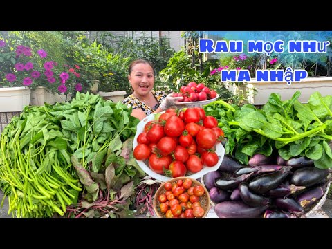 Một buổi sáng đầy mồ hôi nhưng xứng đáng: Rau sạch đầy rổ cho cả nhà”