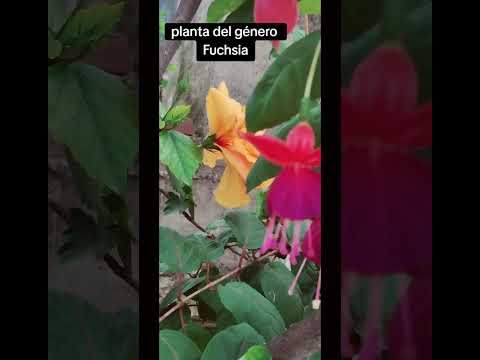 #plantas #flores #datoscurisos #sabiasque