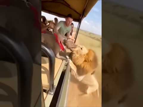 ๐'Lion๐ฆvs Dog ๐ถ'๐ฑ๐ฅ#shorts#viral #trending #facts #dogvslion #pitbull #kangal #americanbully#doblaje