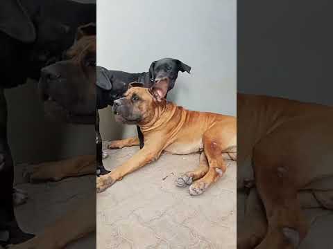 Mmmh 💯 🙈 see 😮#subscribe #alldoglovers #alldoglovers #doglover #shortvideo
