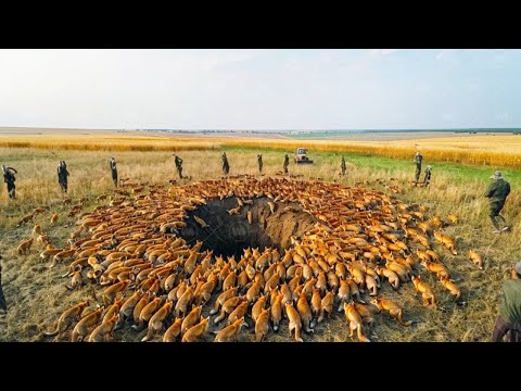 Вот Почему Австралия Запрещает Убивать Лис, Если Вы не Можете Сделать Это с Первого Выстрела
