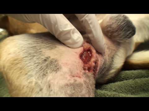 Dog with a Hole in His Leg
