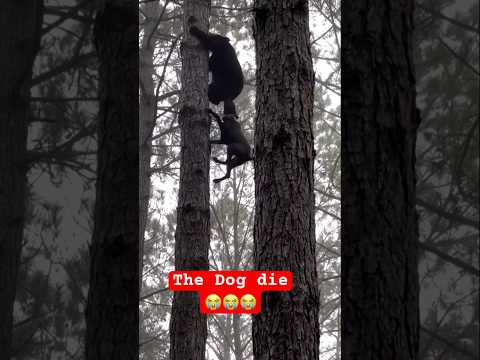 DOG DIED BY THE BEAR IN THE TREE POOR DOG #furever #dog #viralvideo #catsanddogs #bear #fyp #duet