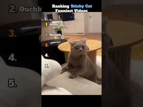 Ranking Stinky Cat Funniest Videos