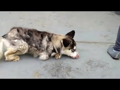 The disabled dog begged not to take him away from his owner who neglected him