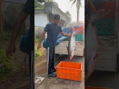 ഇത്ര ബലം ഉള്ള മീന്നാണിതെന്ന് കരുതിയില്ല 😱😳 #catfish #bigfish #fishing #fishermen #fishmarket