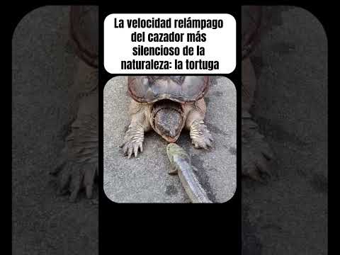 ¡No vas a creer lo rápido que ataca esta tortuga! #snappingturtle