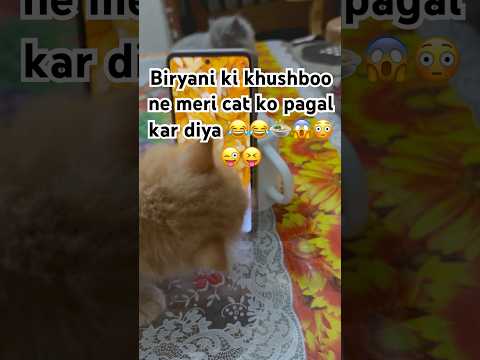 “Biryani Dekh Kar Cat Ka Reaction 😹# shorts #viral #youtubeshorts #trending #cat #viralvideo #cute