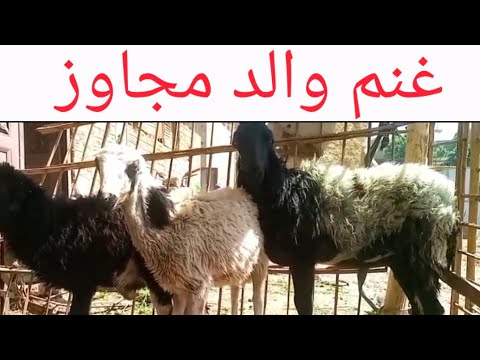 غنم والد مجاوز بأجمل الاسعار من القناوي جمعه مباركه عليكم جميعا ٦/ ٣/ ٢٠٢٦م