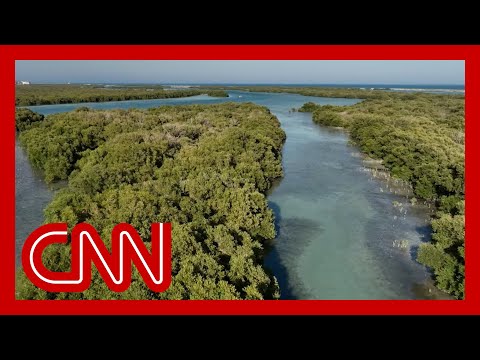 Mangroves store massive amounts of the planet's carbon. Here's why they need saving