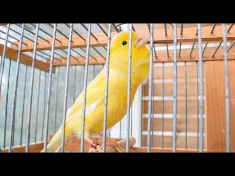 You Won’t Believe How Quickly Your Canary Reacts to THIS!