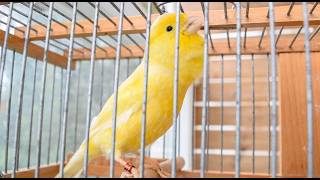 You Won’t Believe How Quickly Your Canary Reacts to THIS!