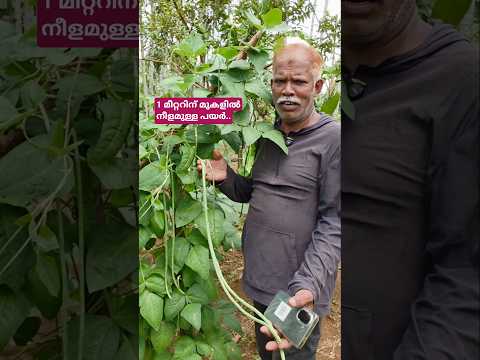 ഗ്രീൻവാലിയിൽ വമ്പൻ വിളവുനേടാം ശ്രദ്ധിച്ച് വളം ചെയ്താൽ... #shorts #shortvideo #shortsfeed #cowpe