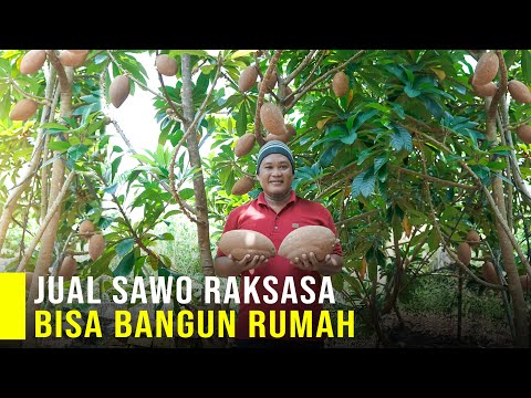 Sawo Raksasa Tanaman Bernilai Jutaan, Rasanya Paling Enak Dari Sawo Lainya