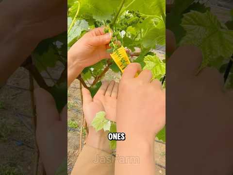 Grape Pruning Process for Perfect Bunches! #shorts  #pruningprocess #jasfarm