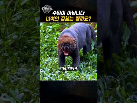 수달처럼 헤엄치는데 치타랑 사촌인 고양이