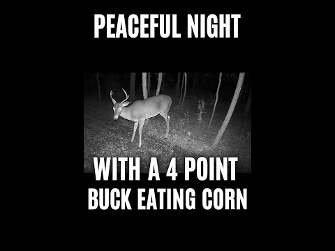 Peaceful Night with a Young 4 Point Buck Eating Corn | Relaxing Wildlife Sounds in Nature #wildlife