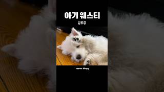 귀여움 과다…잠투정 하는 아기 웨스티