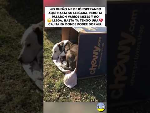 Me abandonaron aquí😢💔#rescue #ayuda #doglove #viralshort