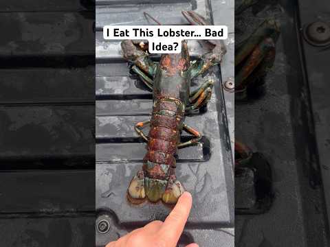I Ate This Lobster That Had Shell Rot