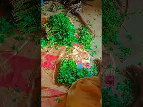 #song #shortvideo साजना मोरे