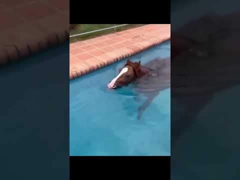 Piscina pra cavalo #piscinapracavalo