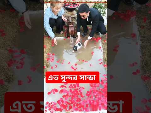 দেখুন কি VIP ভাবে সান্ডা পালন করে# entertainment video #funny video #Shorts video#shorts