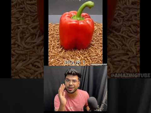 10,000 Worms vs 1 Bell Pepper 🫑