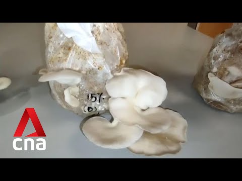NTU scientists develop technique to cultivate fungi-based food