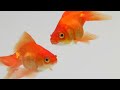 Animal Observation and Body Structures