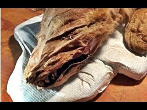 Mummified ice age wolf pup and caribou found in northern Canada