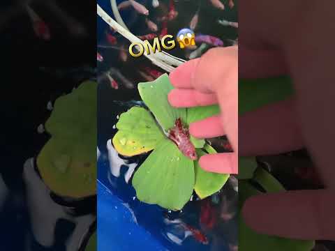 poor betta fish🐠🥲#bettafishtank #betta