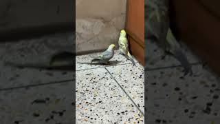 Elsa and Piku playing #budgielove #birds #budgies #budgie #budgieplaying