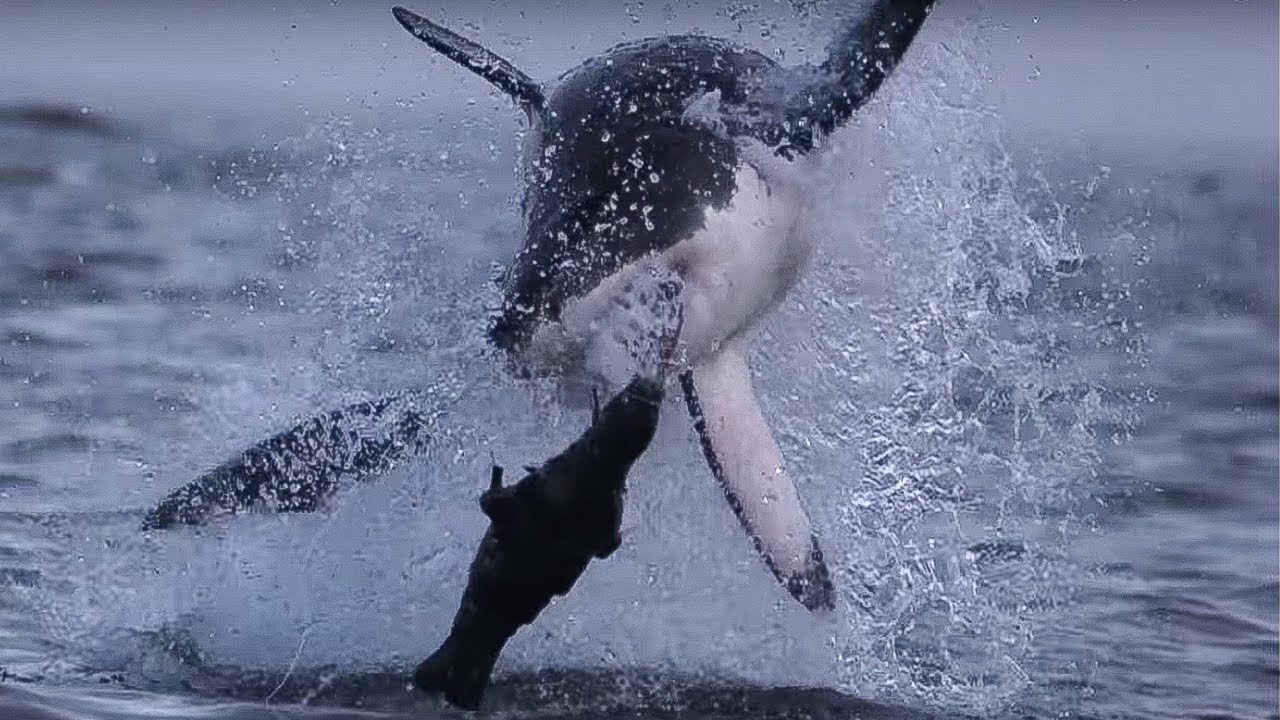 Giant Great White Shark ATTACKS! Super Giant Animals BBC Earth