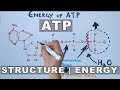ATP and Cellular Energy Processes