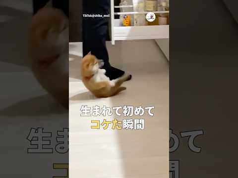 猫の動画サムネイル - 生まれて初めてコケた瞬間｜PECO #shorts