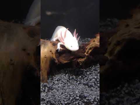 Jessie Axolotl 