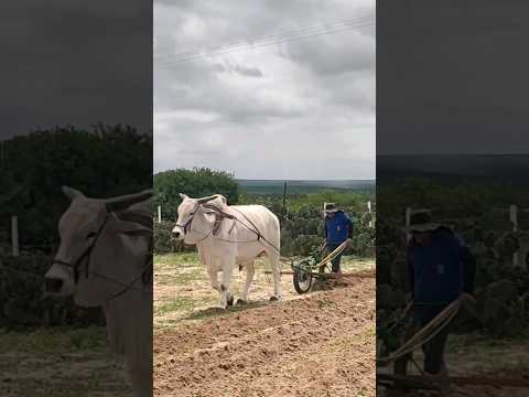 HUGO PLANTANDO MILHO NO BOI. VIDEO COMPLETO NO CANAL DINHA UNIVERSO