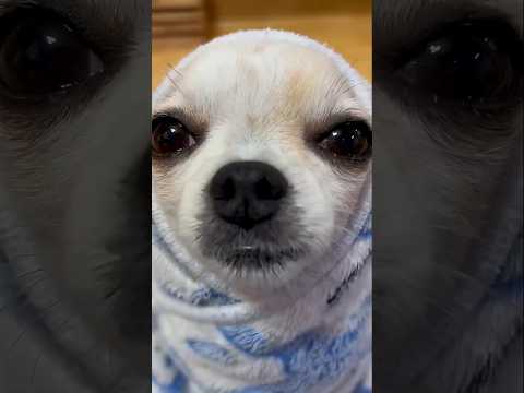 like si te parece adorable ❤️ #shorts #viralvideo #like #suscribete #love #shortsviral