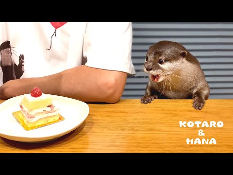 カワウソのとなりでイチゴショートを嗜む父ちゃん　Otter Eating Dessert with Dad