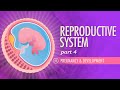 Reproductive System, Part 4 - Pregnancy & Development Crash Course Anatomy & Physiology #43
