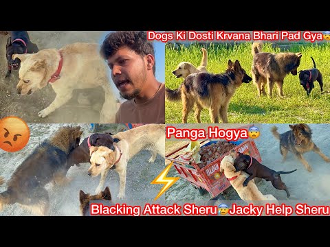 Blacking Ko Jacky Sheru K Sath Chodna Bhari Pad Gya😰Panga Hogya😨Dogo Sikandar Mila@ritikdoglover8914