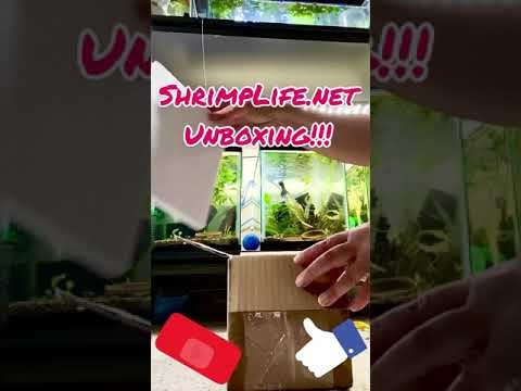 ShrimpLife Unboxing! Join me for a great unboxing of shrimp and stuff from ShrimpLife.net!! Also check out her shop and Y