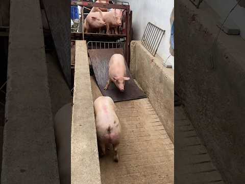 I Safely Loaded a Pig onto a Farm in JUST 10 Minutes