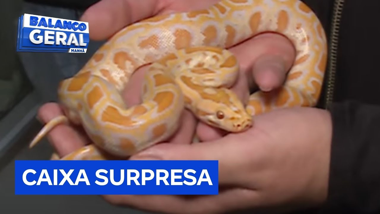 Polícia ambiental resgata cobra encontrada em agência dos Correios