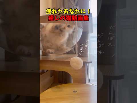 猫の動画サムネイル - 癒しをお届け！ #猫 #cat #cats #cute