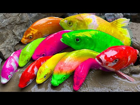 Awesome Catch Colorful Aquarium Fish In Small Pond, Galaxy Guppy, Seahorse, Koi, Pencil Fish, Turtle